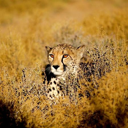 Breede River Inverdoorn Game Reserve Lodge מראה חיצוני תמונה