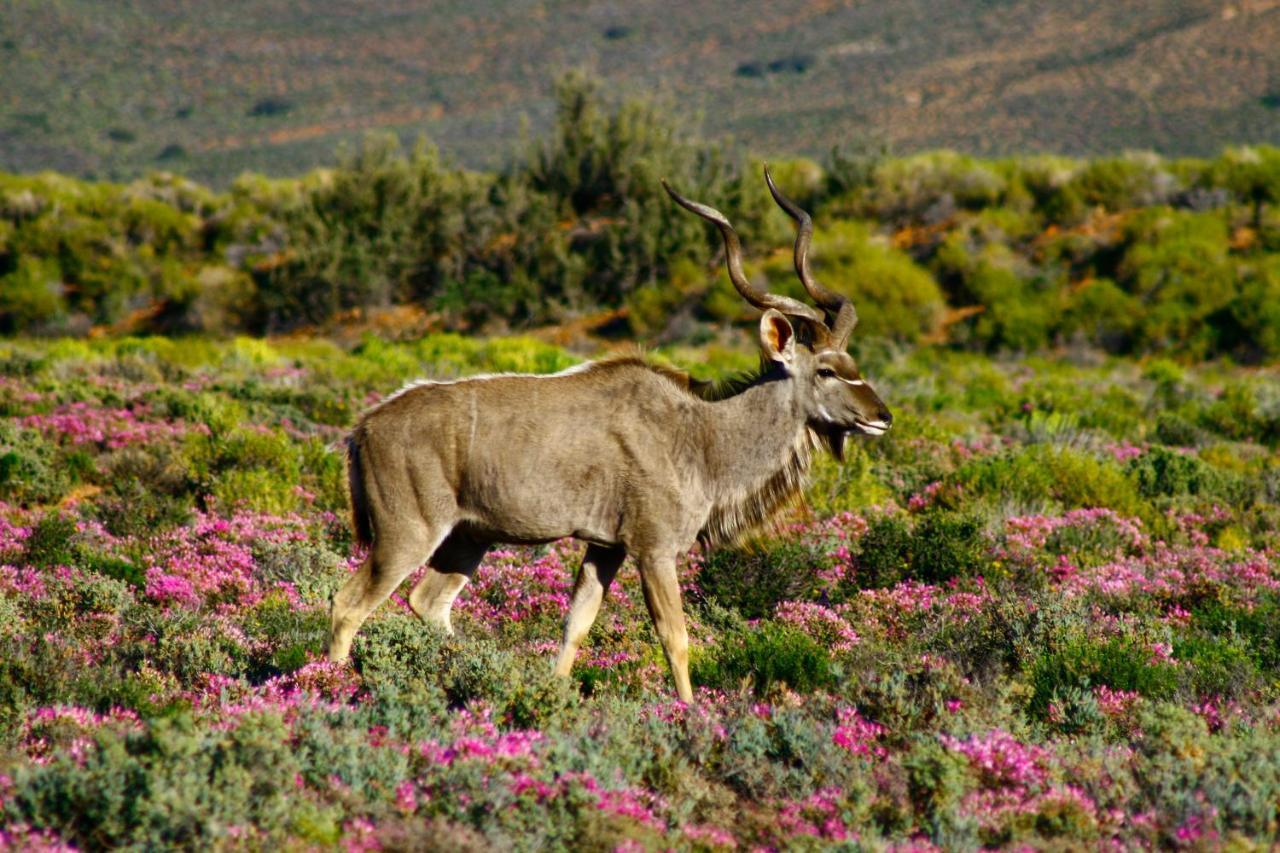 Breede River Inverdoorn Game Reserve Lodge מראה חיצוני תמונה