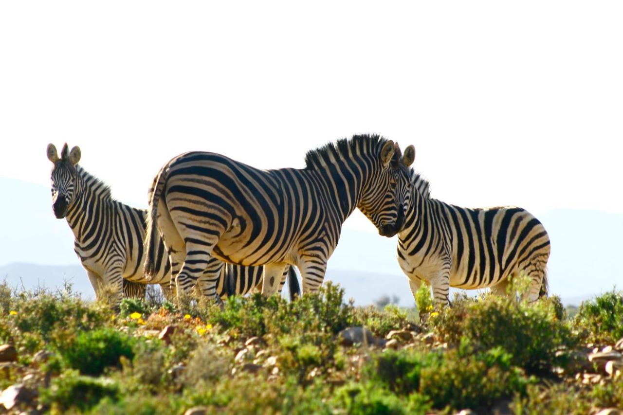 Breede River Inverdoorn Game Reserve Lodge מראה חיצוני תמונה