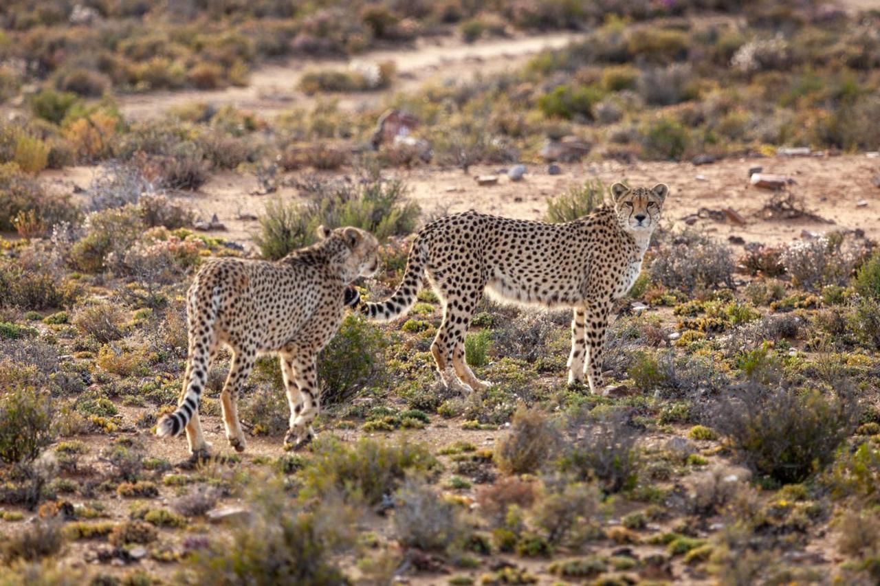 Breede River Inverdoorn Game Reserve Lodge מראה חיצוני תמונה