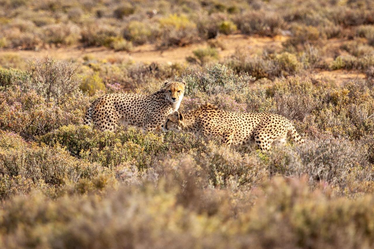 Breede River Inverdoorn Game Reserve Lodge מראה חיצוני תמונה