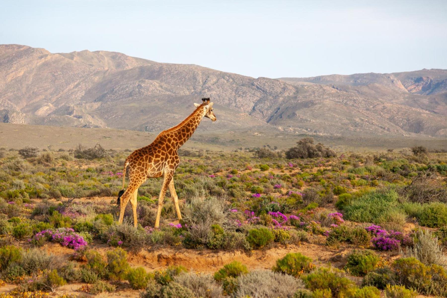 Breede River Inverdoorn Game Reserve Lodge מראה חיצוני תמונה