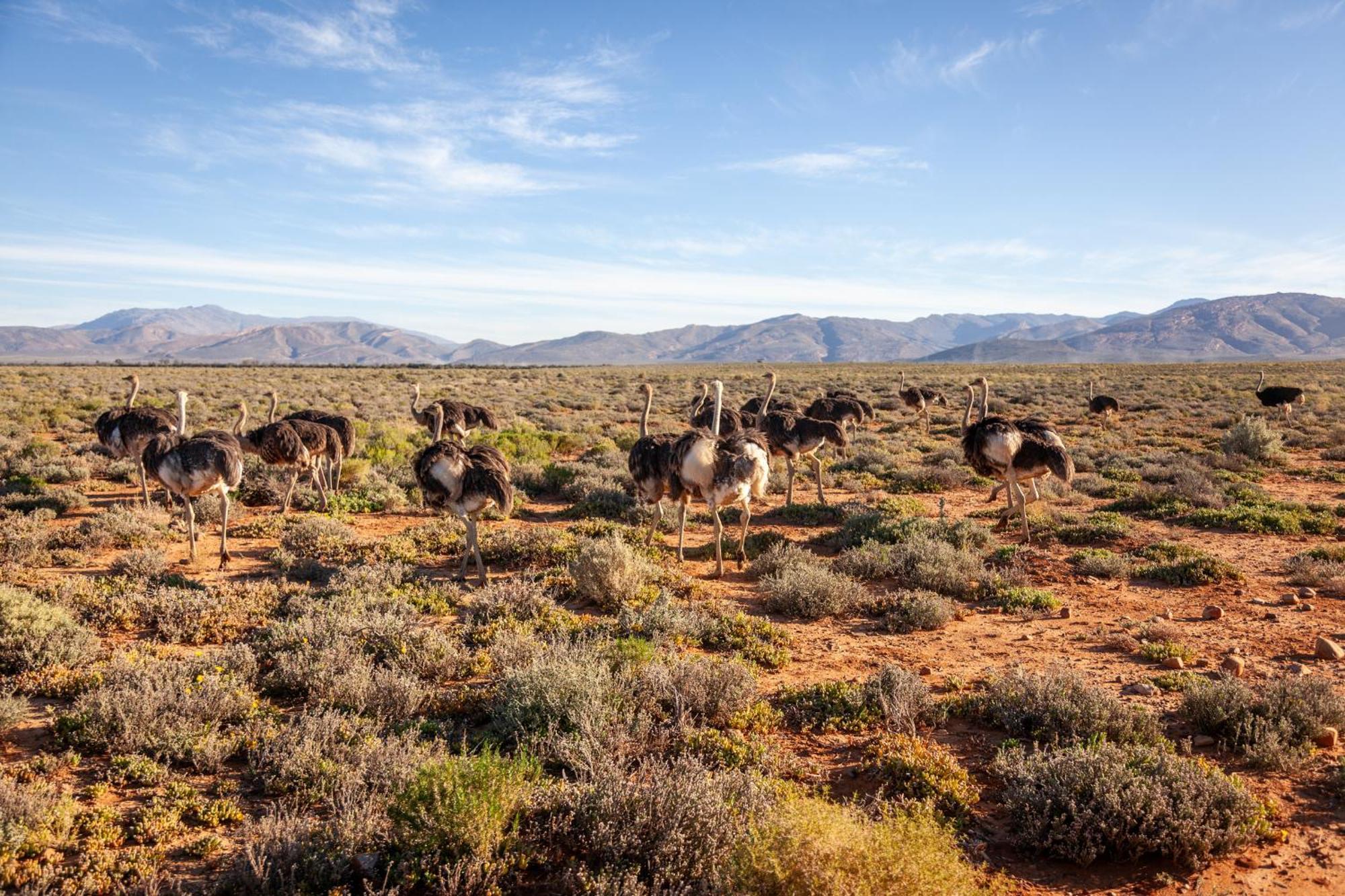 Breede River Inverdoorn Game Reserve Lodge מראה חיצוני תמונה