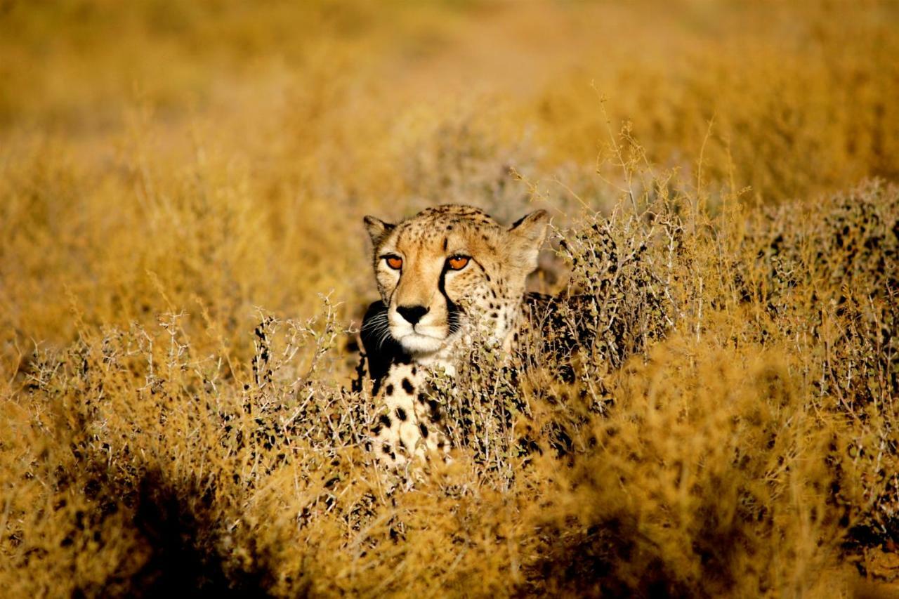 Breede River Inverdoorn Game Reserve Lodge מראה חיצוני תמונה